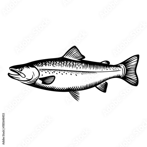salmon sketch engraving black and white outline. Scratch board imitation.
