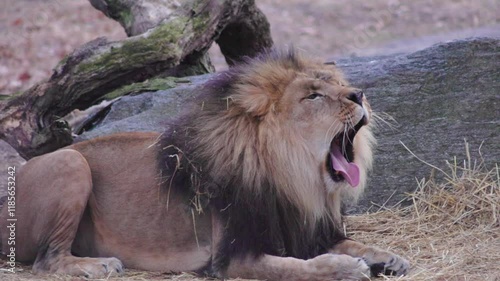 Slow motion of a Barbary lion yawning while resting on a bed of hay by the rocks in its enclosure