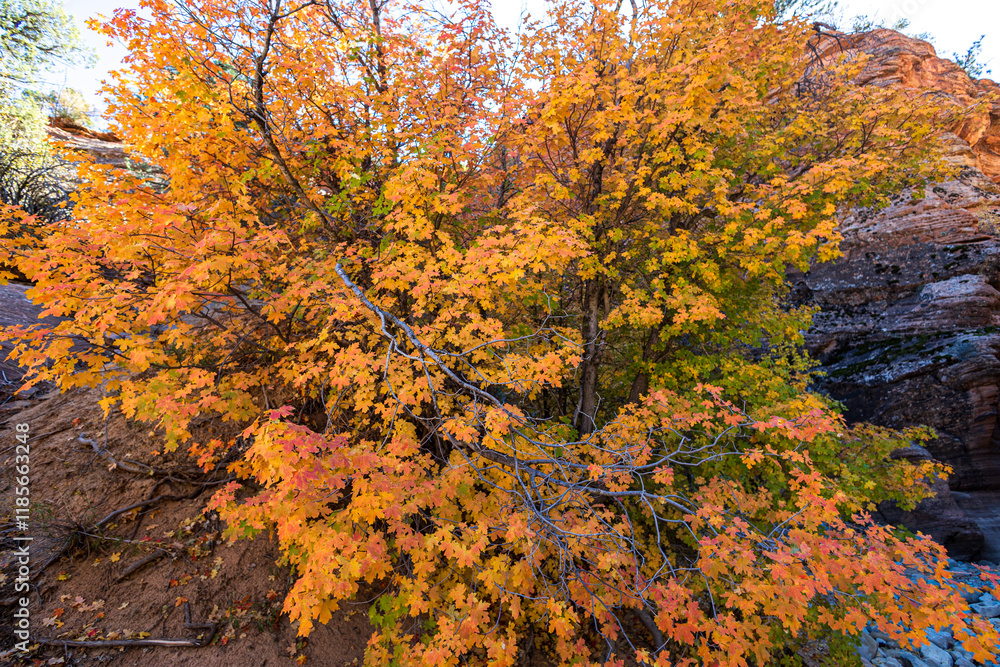 Beautiful autumn colors at Zion National Park. Beautiful autumn colors at Zion National Park.