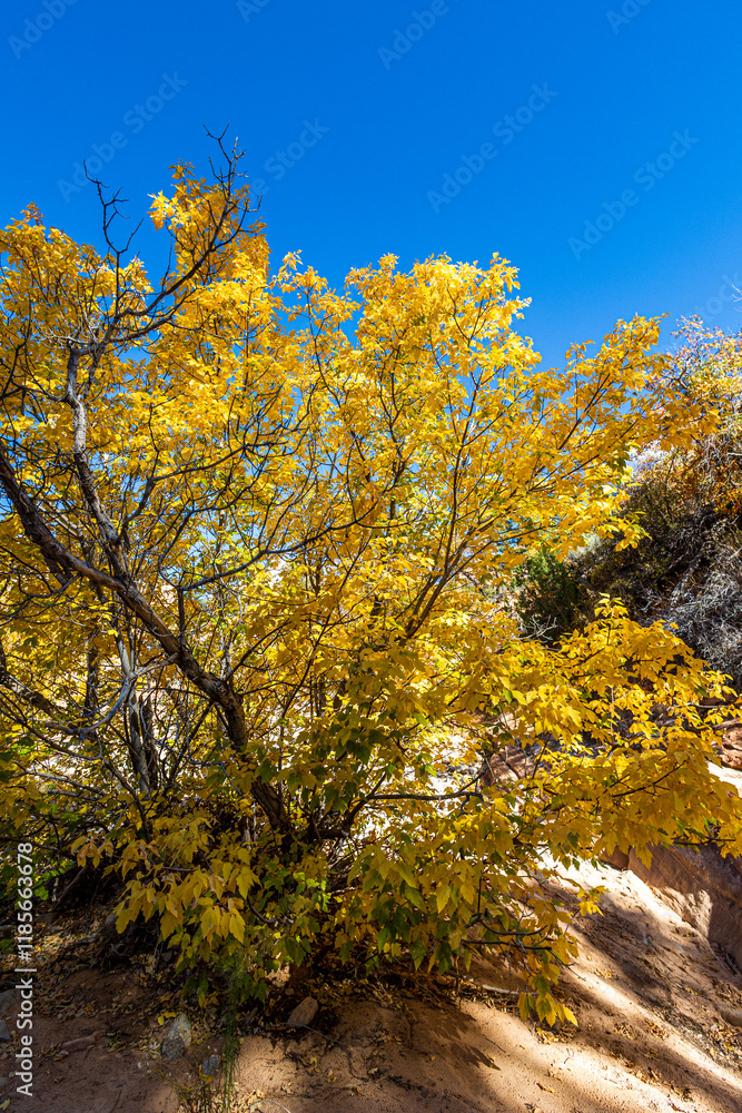 Beautiful autumn colors at Zion National Park. Beautiful autumn colors at Zion National Park.
