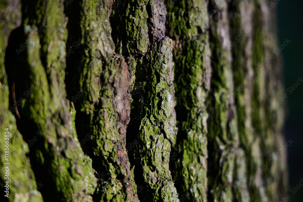 A Closeup Image Showcasing the Intricate Textured Bark of a Tree Covered in Moss A Closeup Image Showcasing the Intricate Textured Bark of a Tree Covered in Moss