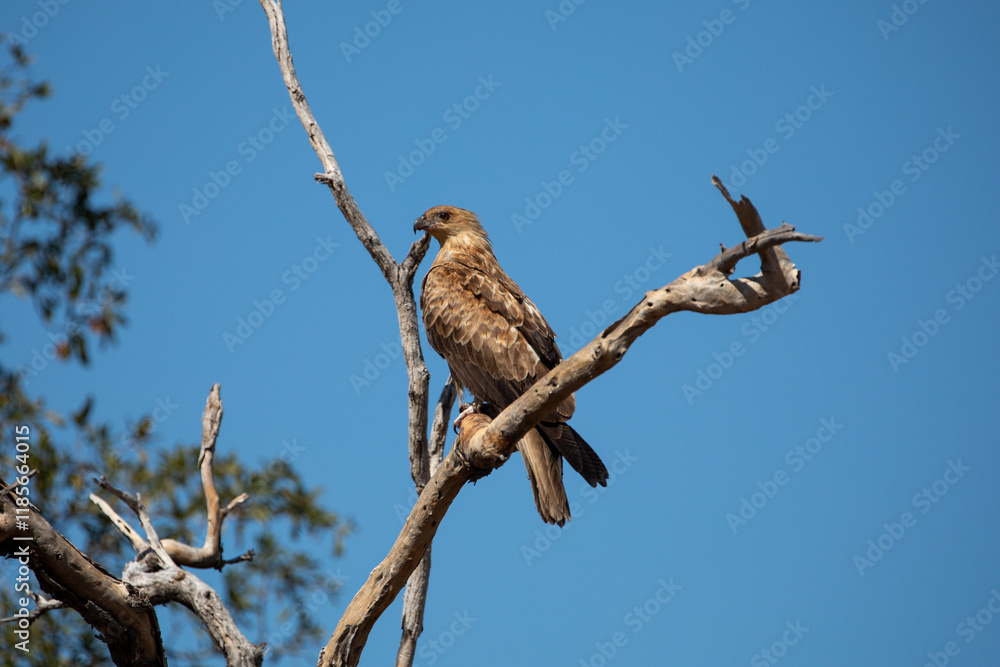 Whistling Kite (Haliastur sphenurus) in Queensland Australia. Whistling Kite (Haliastur sphenurus) in Queensland Australia.