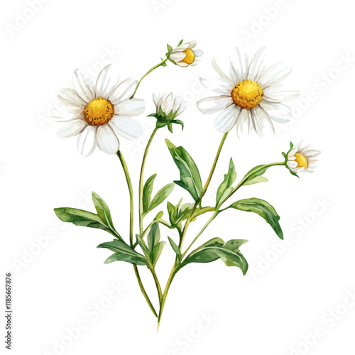 Wallpaper Mural A watercolor vector of a Dahlberg Daisy branch, isolated on a white background. Dahlberg Daisy branch vector.
 Torontodigital.ca