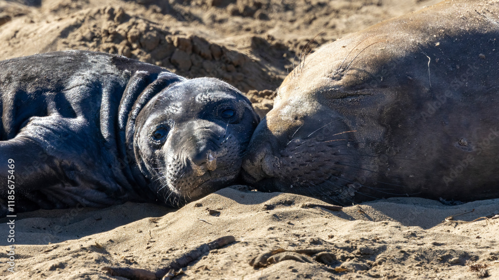 Fototapeta premium An elephant seal pup and its mom on the beach