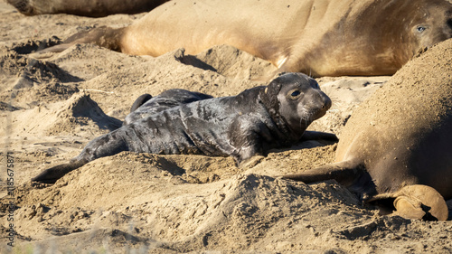 An Elephant seal pup on the sand