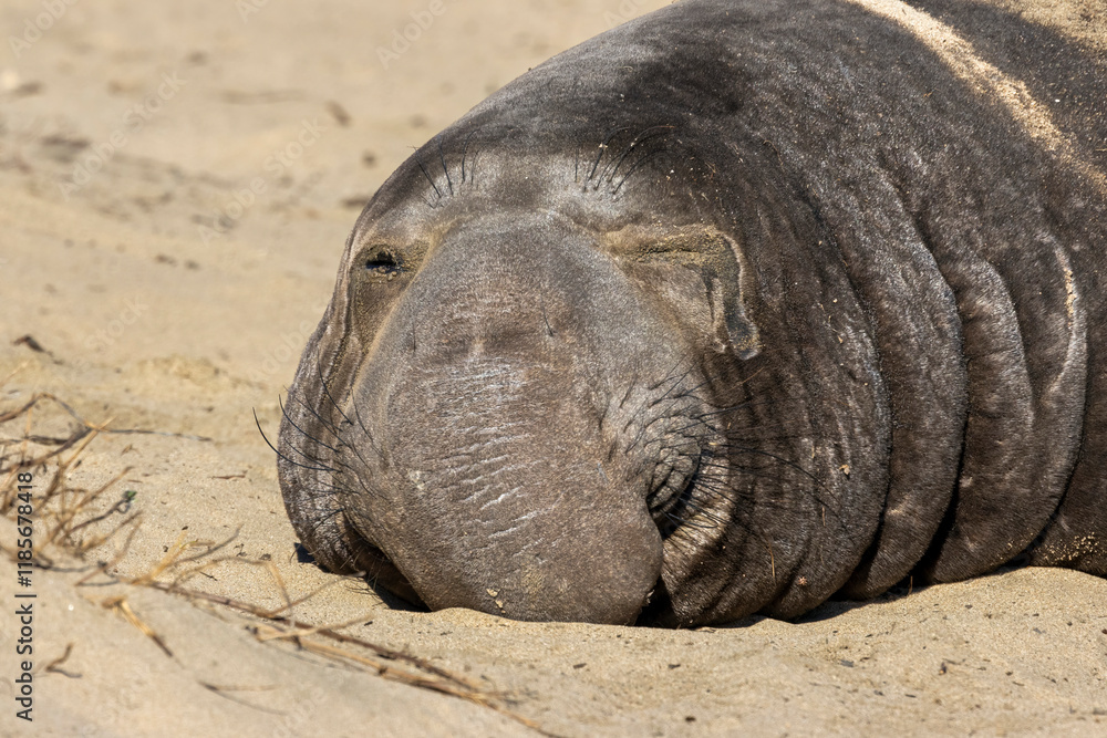 A male Elephant seal on the beach A male Elephant seal on the beach