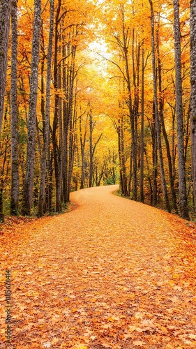 Serene autumn forest pathway with golden leaves.