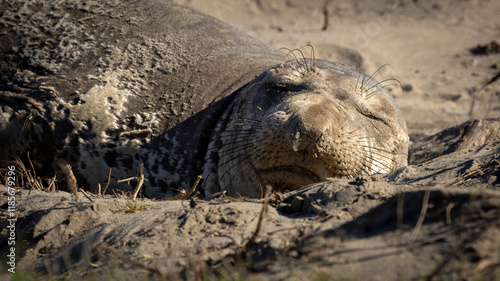 A male Elephant seal on the beach