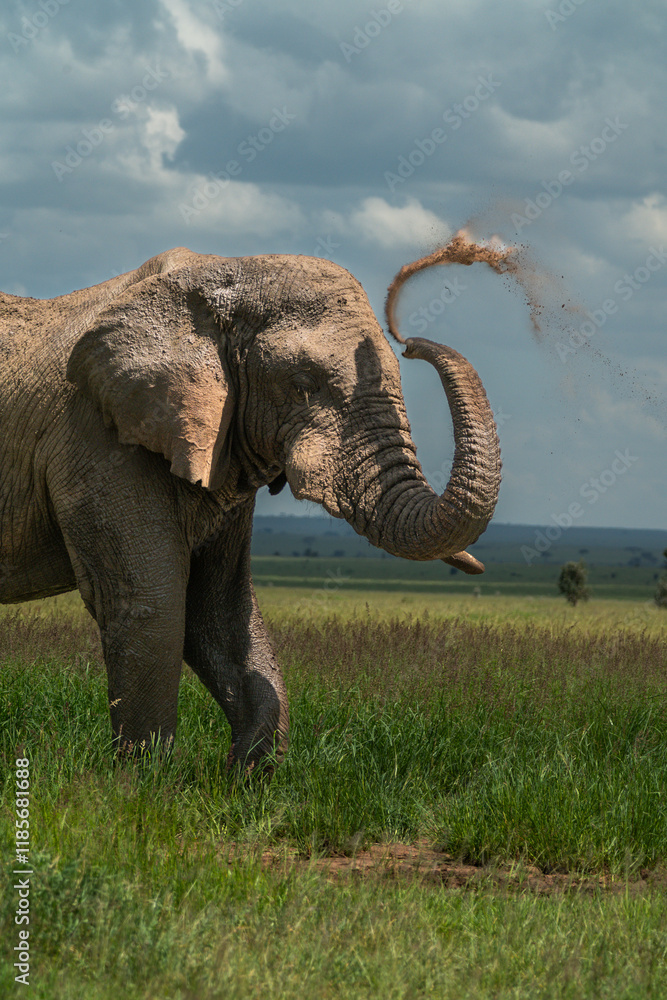 Obraz premium Large adult Elephant bull walks through the Serengeti blowing dust in the air with it's trunk
