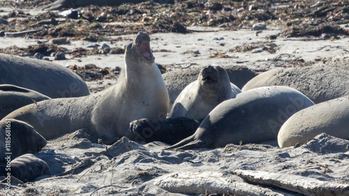 Juvenile Elephant seals on the beach making a scene