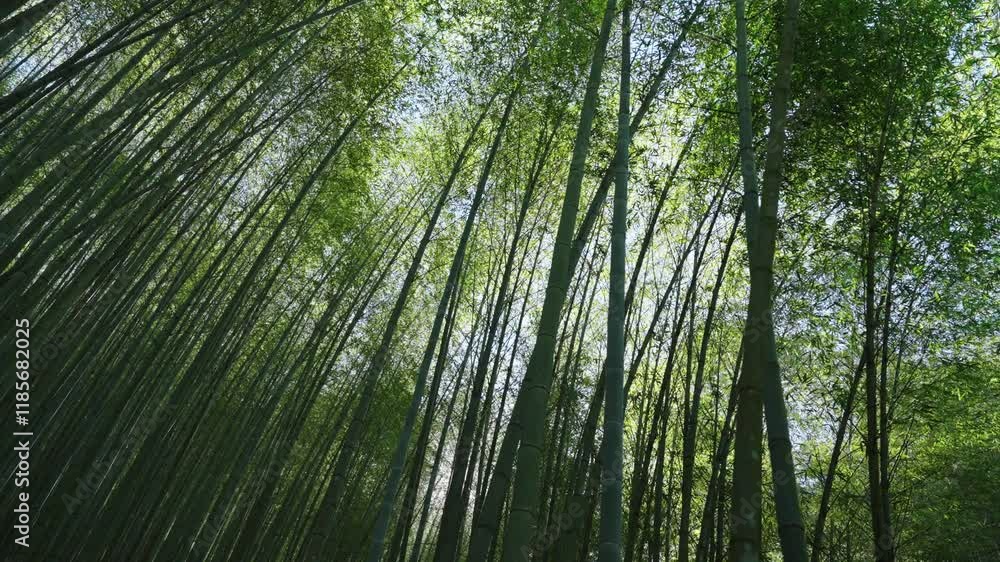 Green Bamboo forest with sunlight in Taiwan Green Bamboo forest with sunlight in Taiwan