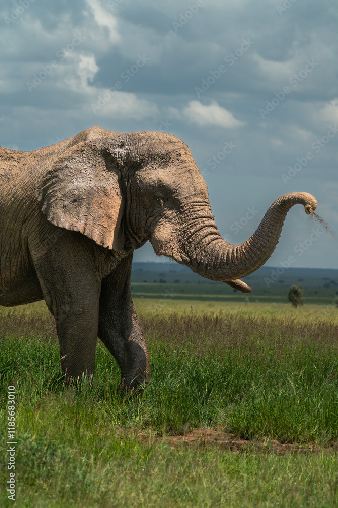 Obraz premium African elephant in the Serengeti throwing dirt on itself 