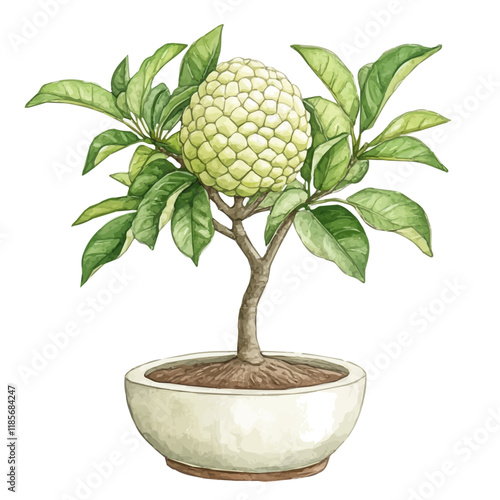 A watercolor vector of a Custard Apple Bonsai, isolated on a white background. Custard Apple Bonsai vector.
