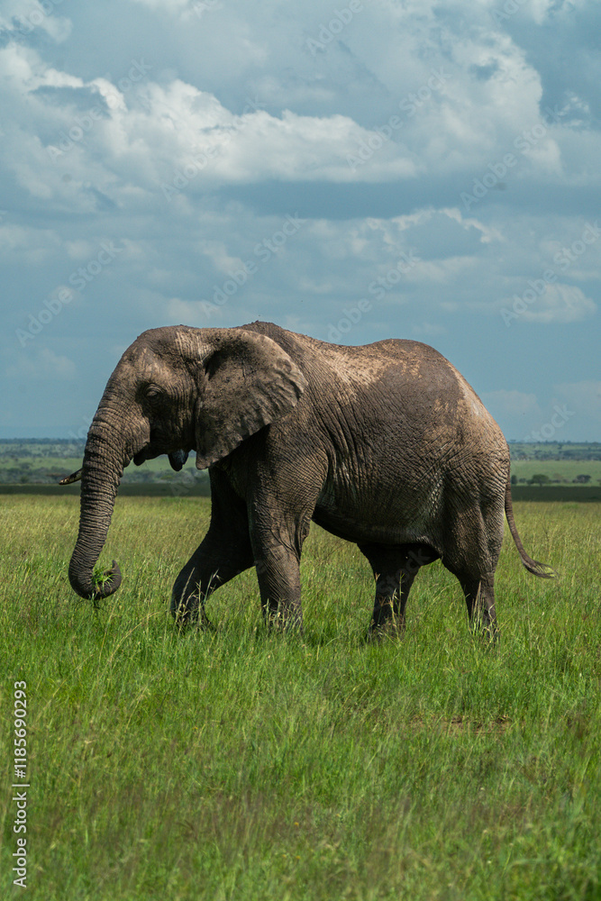 Fototapeta premium Large adult Elephant bull walks through the Serengeti blowing dust in the air with it's trunk