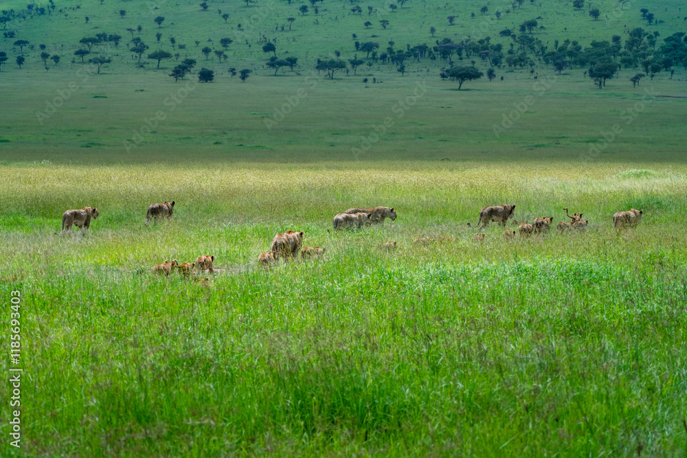 Large pride of lions hunt through the fields of Africa Large pride of lions hunt through the fields of Africa