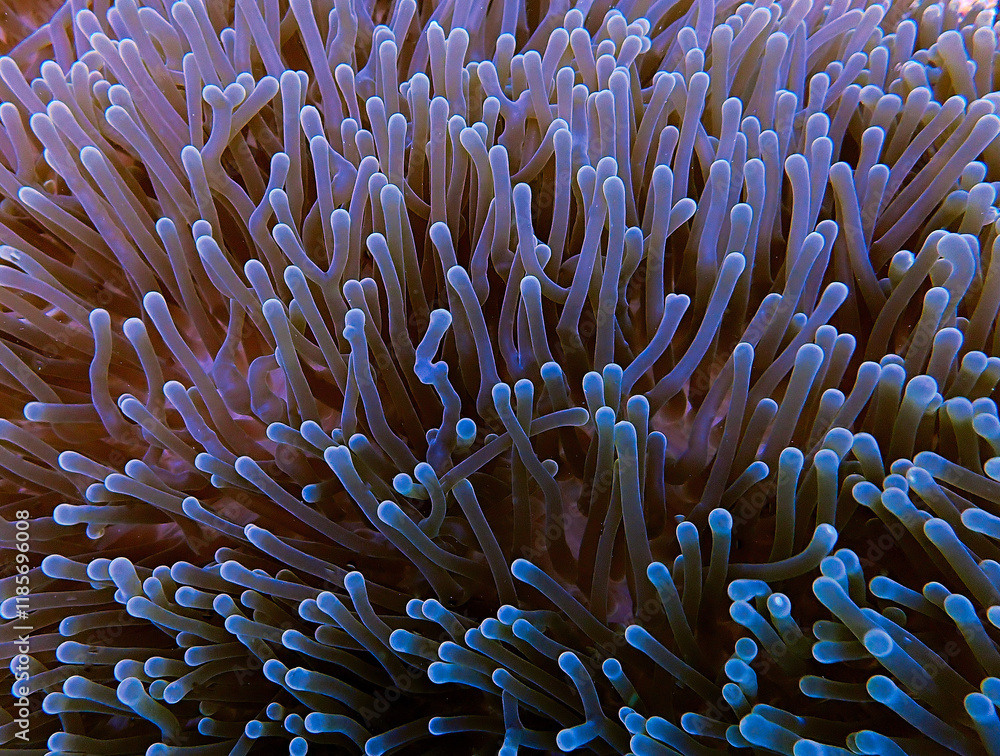 Underwater pmacro photograpy of anemone tentacles Underwater pmacro photograpy of anemone tentacles