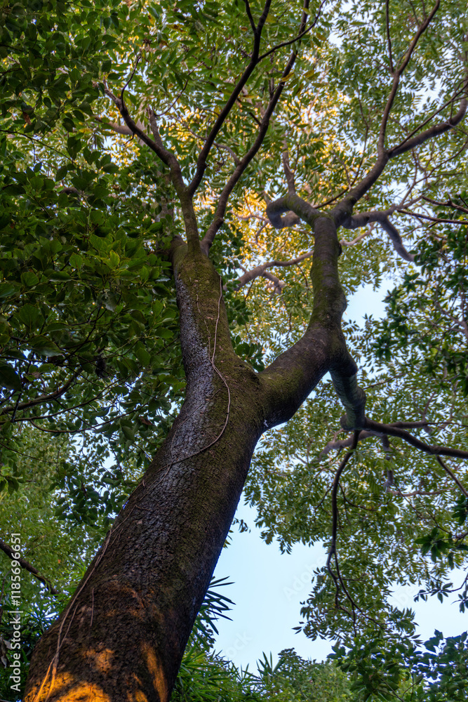 Fototapeta premium Upward Shot of Neem Tree (Azadirachta indica) in Dehradun Forest, Uttarakhand