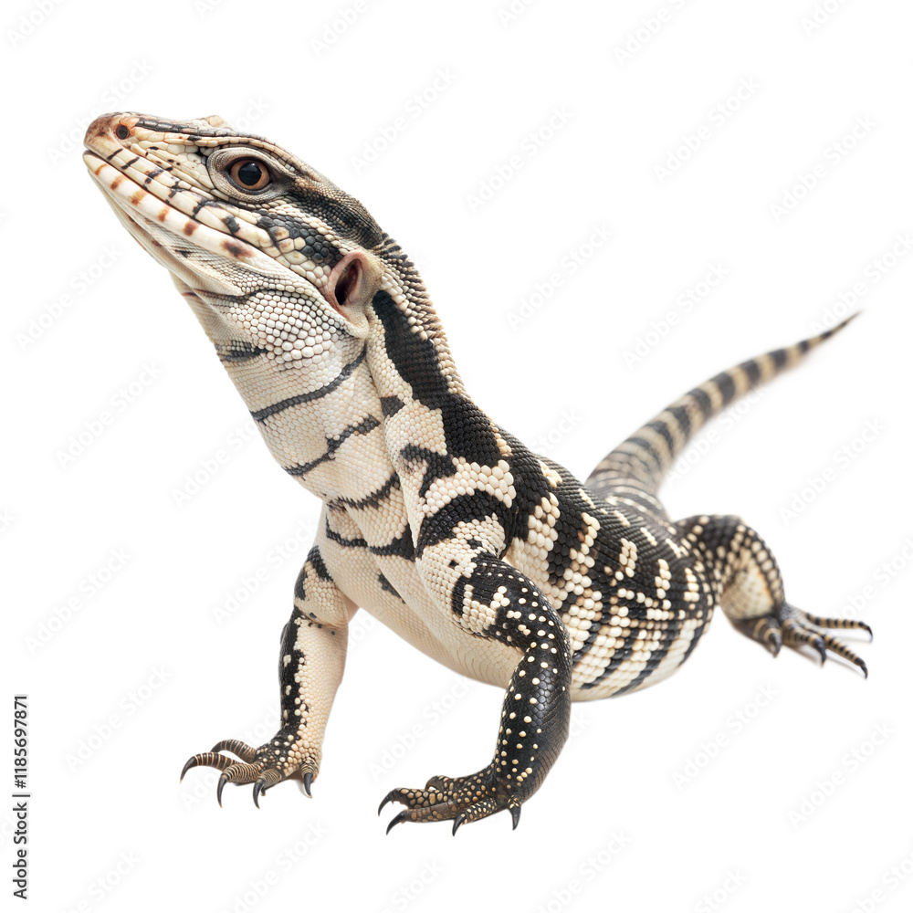 Fototapeta premium Argentine Black and White Tegu AI Generated Image