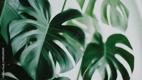 Close-up of green leaves with a natural background showcasing the beauty of tropical plants and nature, monstera deliciosa Swiss cheese plant plant photo