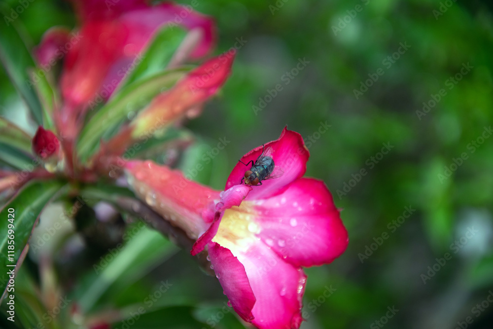 a fly landed on a frangipani flower a fly landed on a frangipani flower