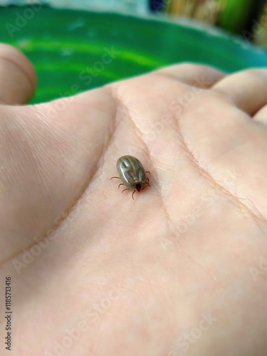 Big tick on hand. Close-up view of parasite on skin.