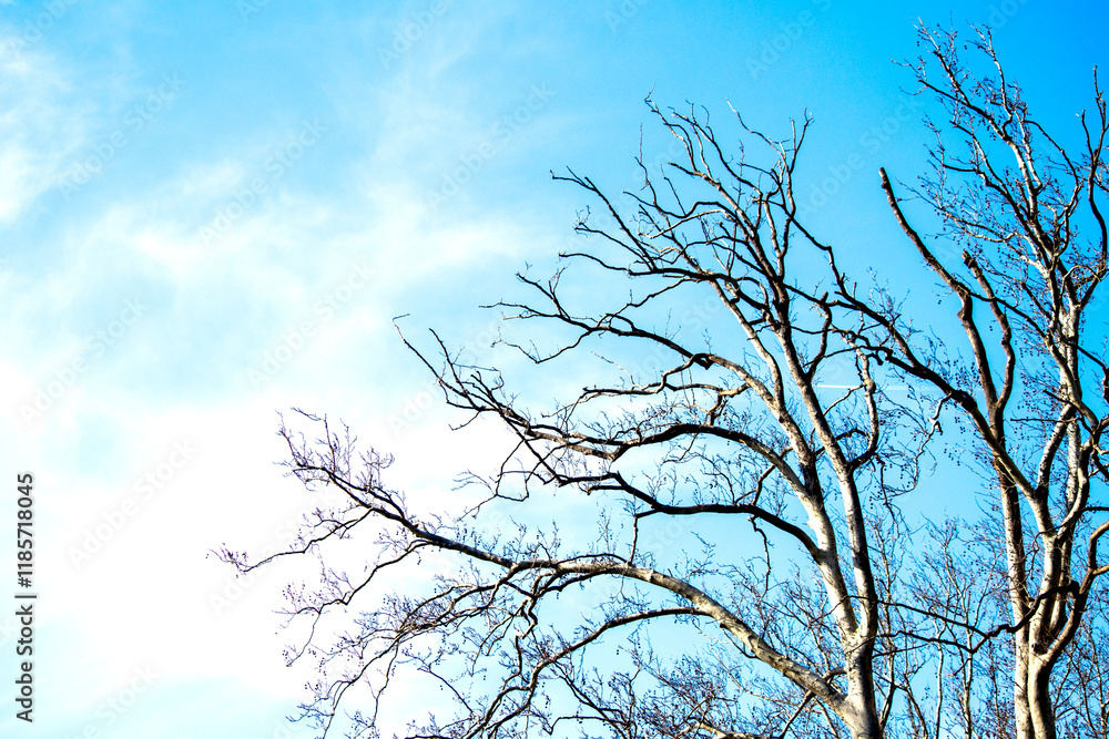 Tree branches in front of blue and cloudy sky background. Natural wallpaper. Deciduous tree. Forest. Tree branches in front of blue and cloudy sky background. Natural wallpaper. Deciduous tree. Forest.