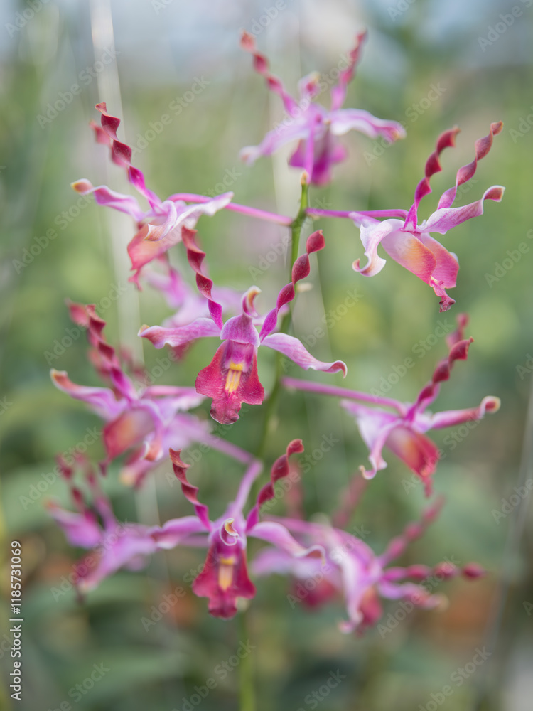 Blooming pink Dendrobium antelope orchids in a tropical plant nursery. Vibrant, exotic flowers with unique shapes, perfect for botanical, gardening, or nature-inspired projects. Blooming pink Dendrobium antelope orchids in a tropical plant nursery. Vibrant, exotic flowers with unique shapes, perfect for botanical, gardening, or nature-inspired projects.