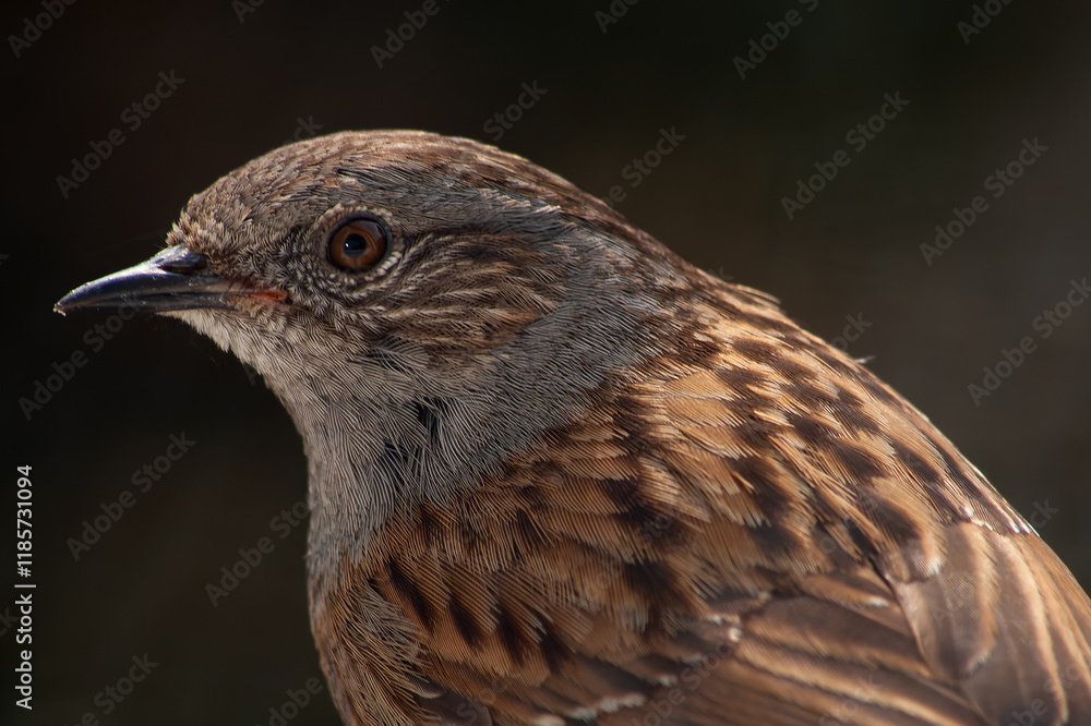 Portraits of a songbird of the Dunnock, Prunella modularis Portraits of a songbird of the Dunnock, Prunella modularis
