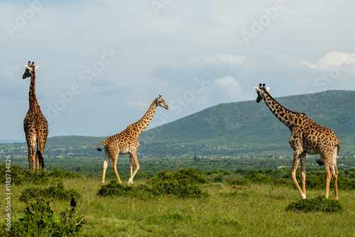 Canvas Print Maasai giraffe roaming the fields of Africa