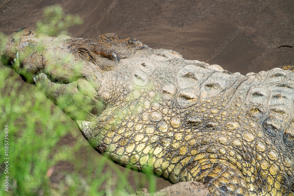Obraz premium close up of a crocodile