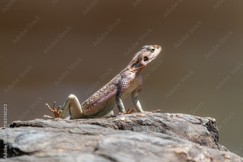 Close up macro shot of colourful monitor lizard in Africa Close up macro shot of colourful monitor lizard in Africa