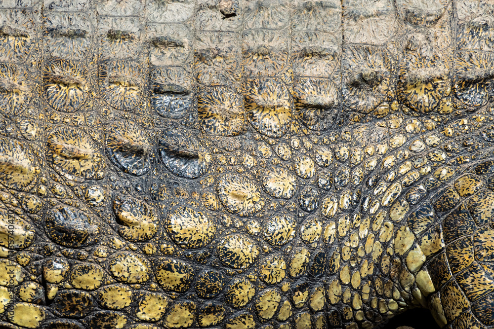 Fototapeta premium crocodile skin texture
