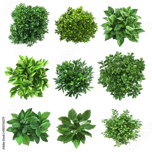 Aerial View of Nine Lush Green Shrubs Landscaping Plants Garden Bushes