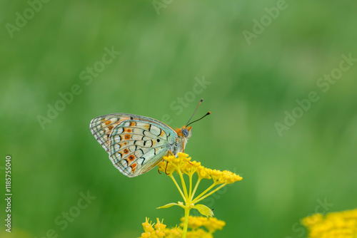 Obraz na płótnie a butterfly in yellow flowers on a yellow background, Argynnis niobe w salonie