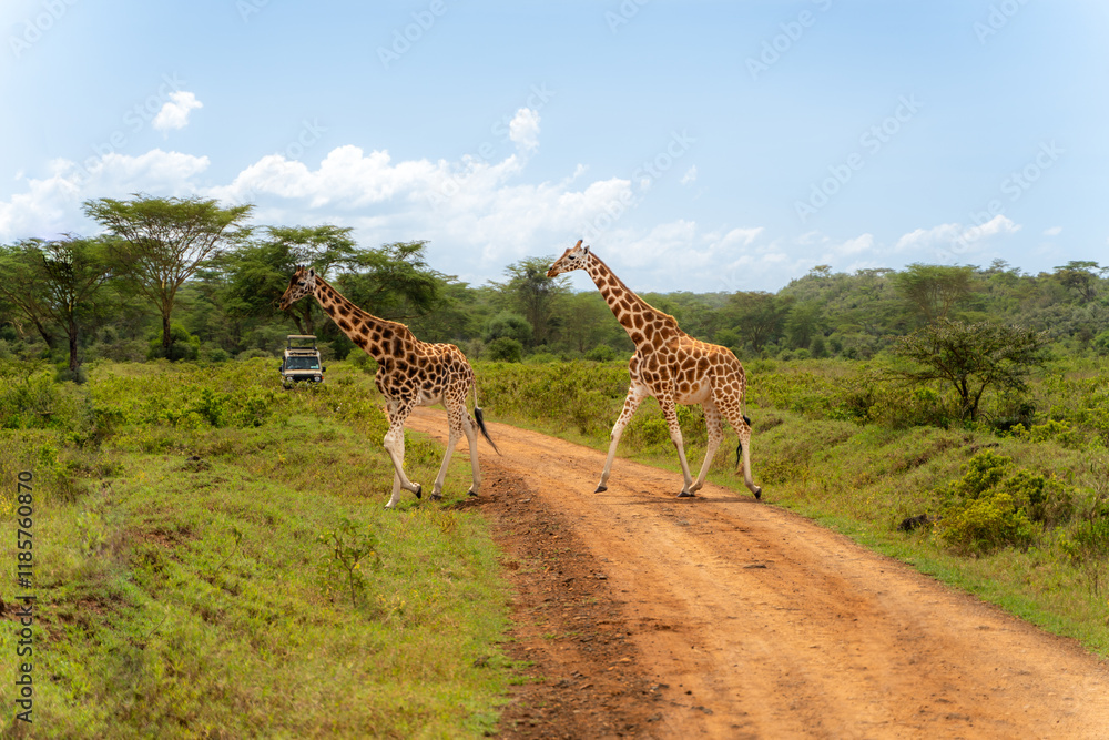 Fototapeta premium giraffe in the serengeti