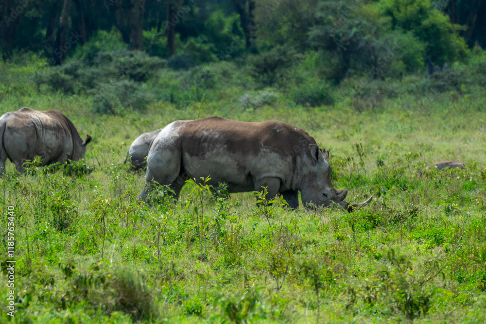 Fototapeta premium Rare family of white rhinos in Africa grazing 