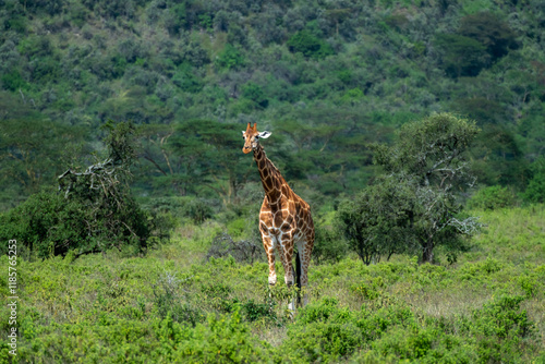 Photography giraffe in the savannah