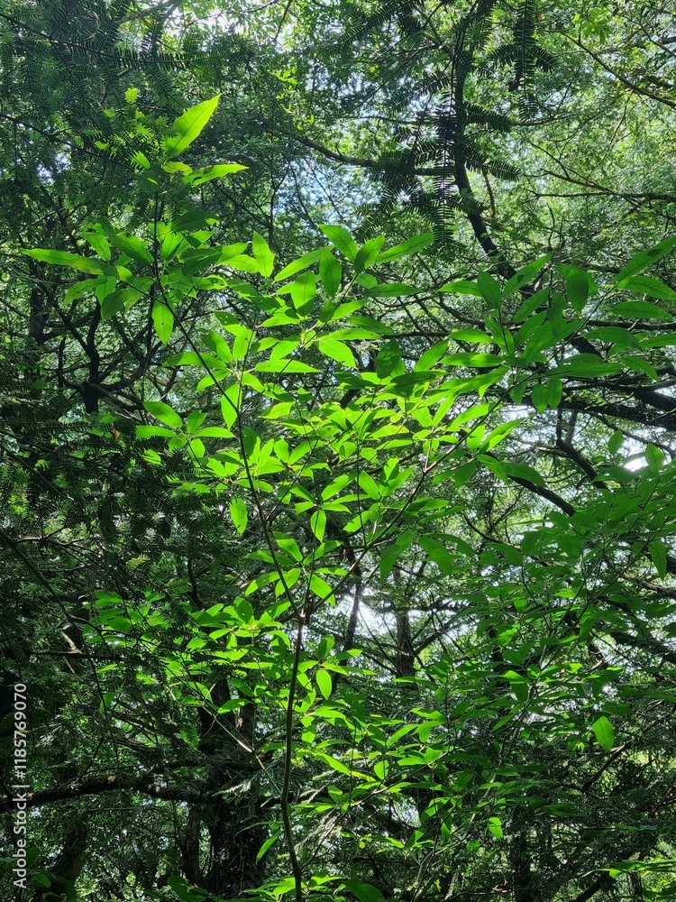 Fototapeta premium green leaf
