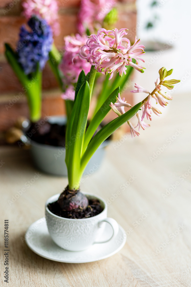 Fresh floral home decor, Easter holiday preparation. Hyacinth bright pink, violet flowers with bulbs in metal pot. Gardening tools, leisure and hobby concept. Wooden background, springtime Fresh floral home decor, Easter holiday preparation. Hyacinth bright pink, violet flowers with bulbs in metal pot. Gardening tools, leisure and hobby concept. Wooden background, springtime
