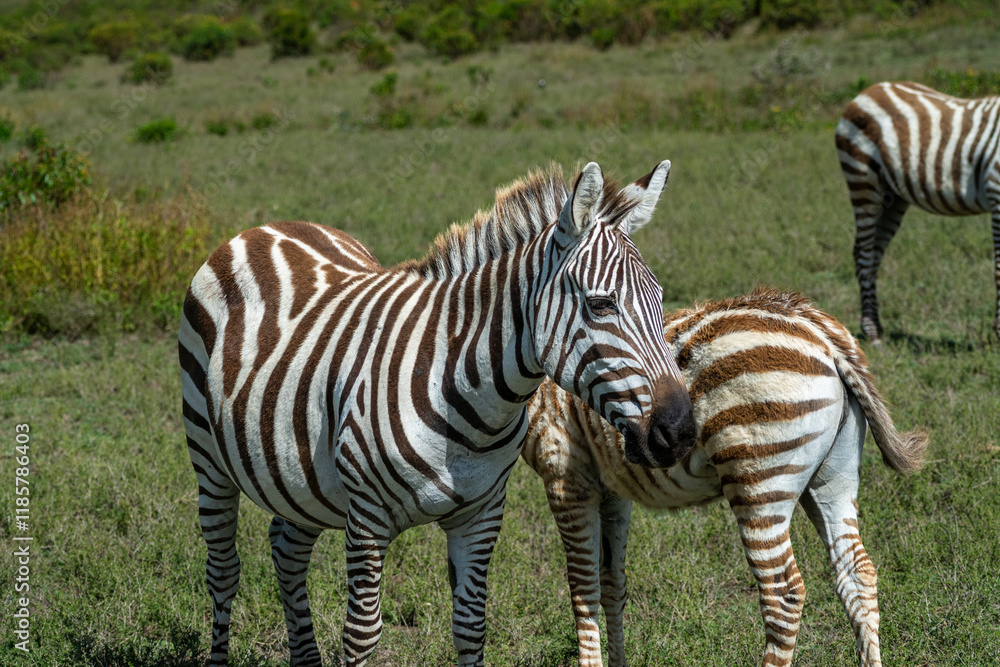 African Zebras roam the Savannah African Zebras roam the Savannah