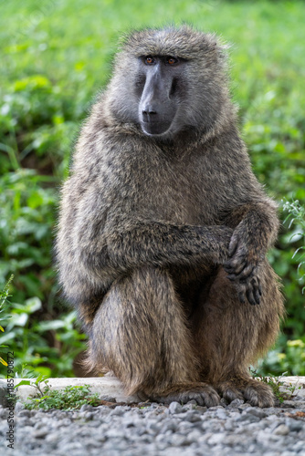 Obraz na płótnie baboon sitting on the ground
