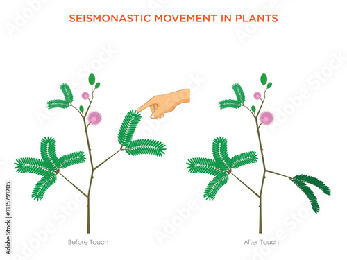 Illustration of Seismonastic Movement Human Touching Sensitive Plant Shameplant