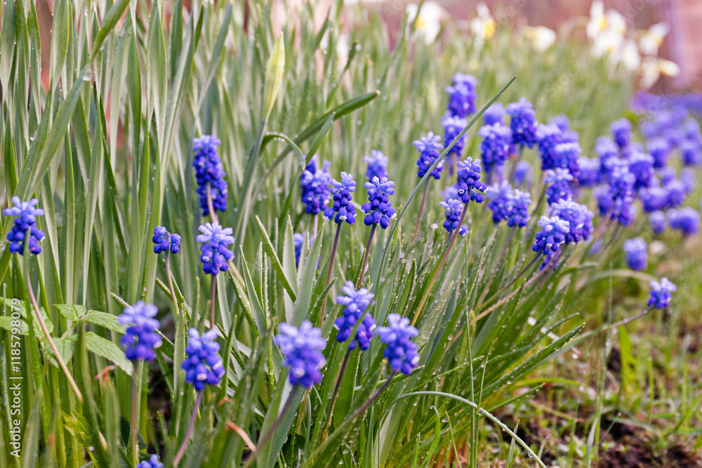 Spring flower hyacinth Muscari Scilla. Flower garden in the spring sun. Spring flower hyacinth Muscari Scilla. Flower garden in the spring sun.
