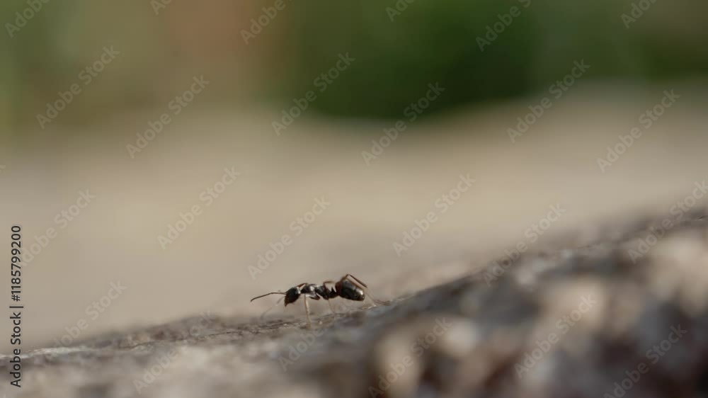 Close-up of an ant exploring its surroundings on a rocky surface in a natural setting during daylight hours Close-up of an ant exploring its surroundings on a rocky surface in a natural setting during daylight hours