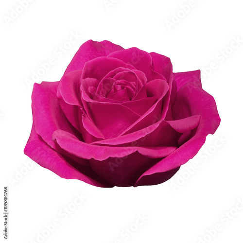Beautiful single pink rose isolated on transparent background.