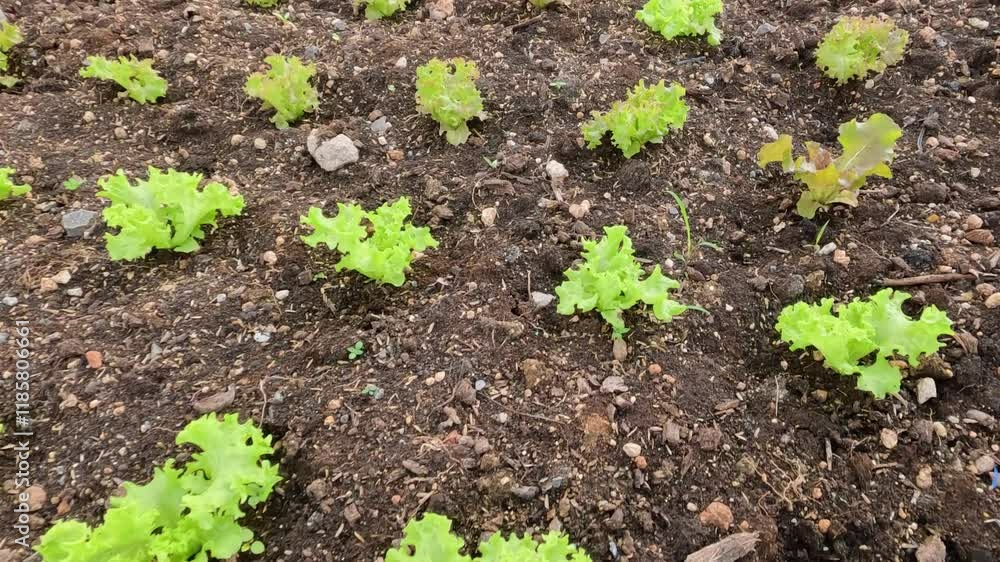 Lettuce Seedlings in Greenhouse Farm Lettuce Seedlings in Greenhouse Farm