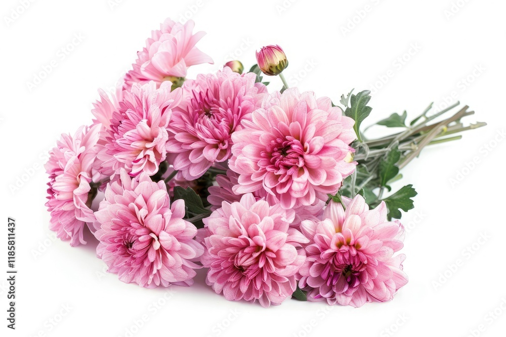 Detailed Color Image of Bouquet of Tree Pink Chrysanthemum Flowers Detailed Color Image of Bouquet of Tree Pink Chrysanthemum Flowers