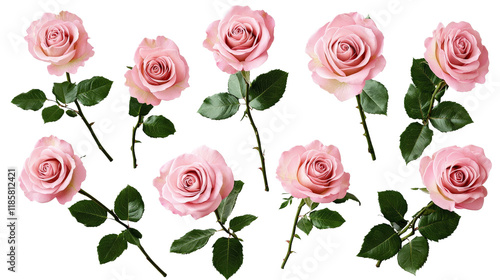 Twelve Pink Roses Compositi...