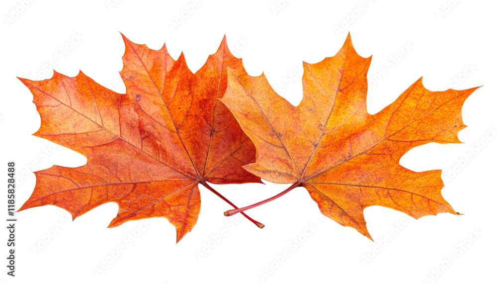 Vibrant Autumn Maple Leaves Isolated on White Background Perfect for Seasonal and Nature-Themed Designs Vibrant Autumn Maple Leaves Isolated on White Background Perfect for Seasonal and Nature-Themed Designs
