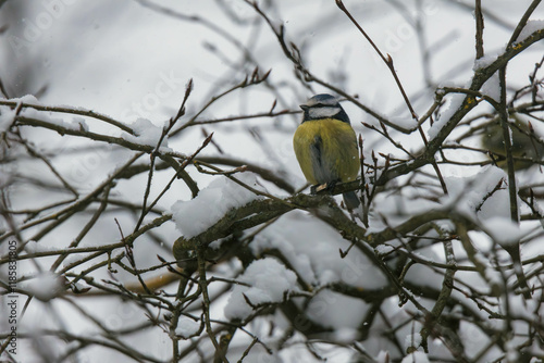 blue tit on a branch